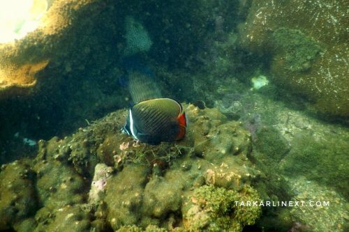Tarkarli Hotels | Scuba Diving in Tarkarli | Resorts in Tarkarli | Tarkarli HomeStay | Tarkarli Beach Resorts | Tarkarli Tourism