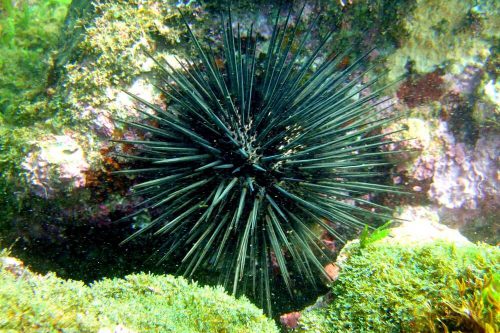 Tarkarli Hotels | Scuba Diving in Tarkarli | Resorts in Tarkarli | Tarkarli HomeStay | Tarkarli Beach Resorts | Tarkarli Tourism