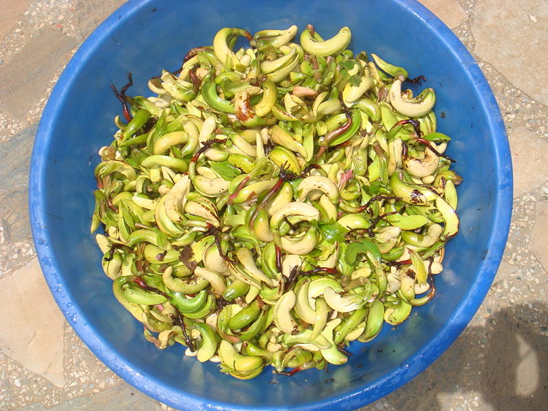 Cashew | Fruits in Konkan